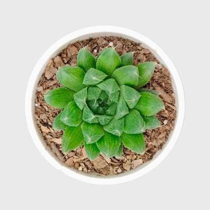 Rare Haworthia Combo Set of 5 with Free Shipping | Bare Rooted Collector Succulents
