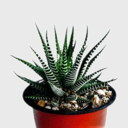 Rare Haworthia Combo Set of 5 with Free Shipping | Bare Rooted Collector Succulents