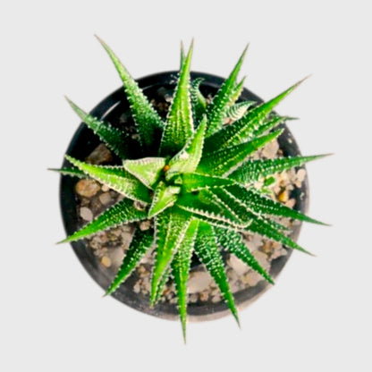 Rare Haworthia Combo Set of 5 with Free Shipping | Bare Rooted Collector Succulents