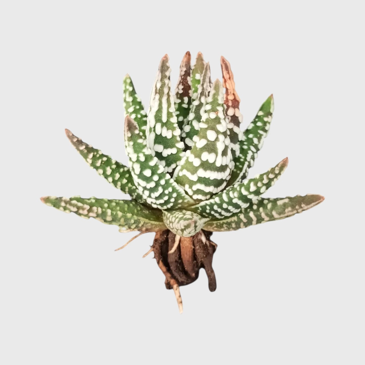 Haworthia Pumila 'Tears of Angel' Hybrid | Rare Well Rooted Mature Collector Succulent