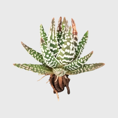 Haworthia Pumila 'Tears of Angel' Hybrid | Rare Well Rooted Mature Collector Succulent