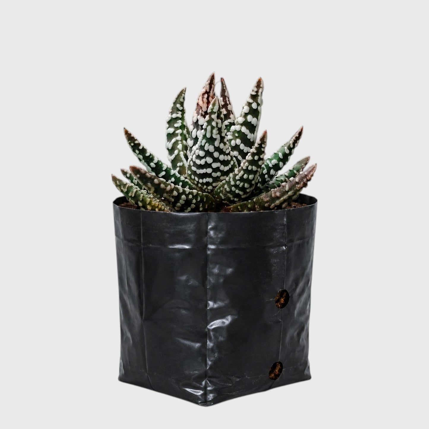 Haworthia Pumila 'Tears of Angel' Hybrid | Rare Well Rooted Mature Collector Succulent