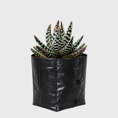 Haworthia Pumila 'Tears of Angel' Hybrid | Rare Well Rooted Mature Collector Succulent