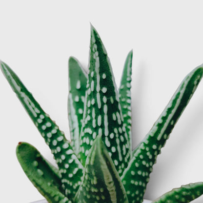 Haworthia Tears of Angel – Textured Collector Succulent