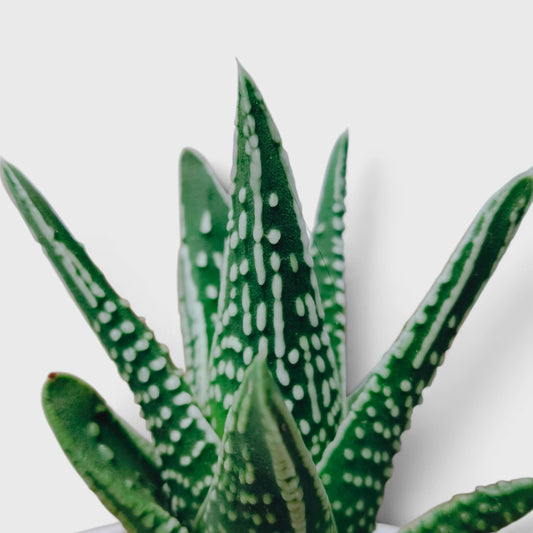 Haworthia Tears of Angel – Textured Collector Succulent