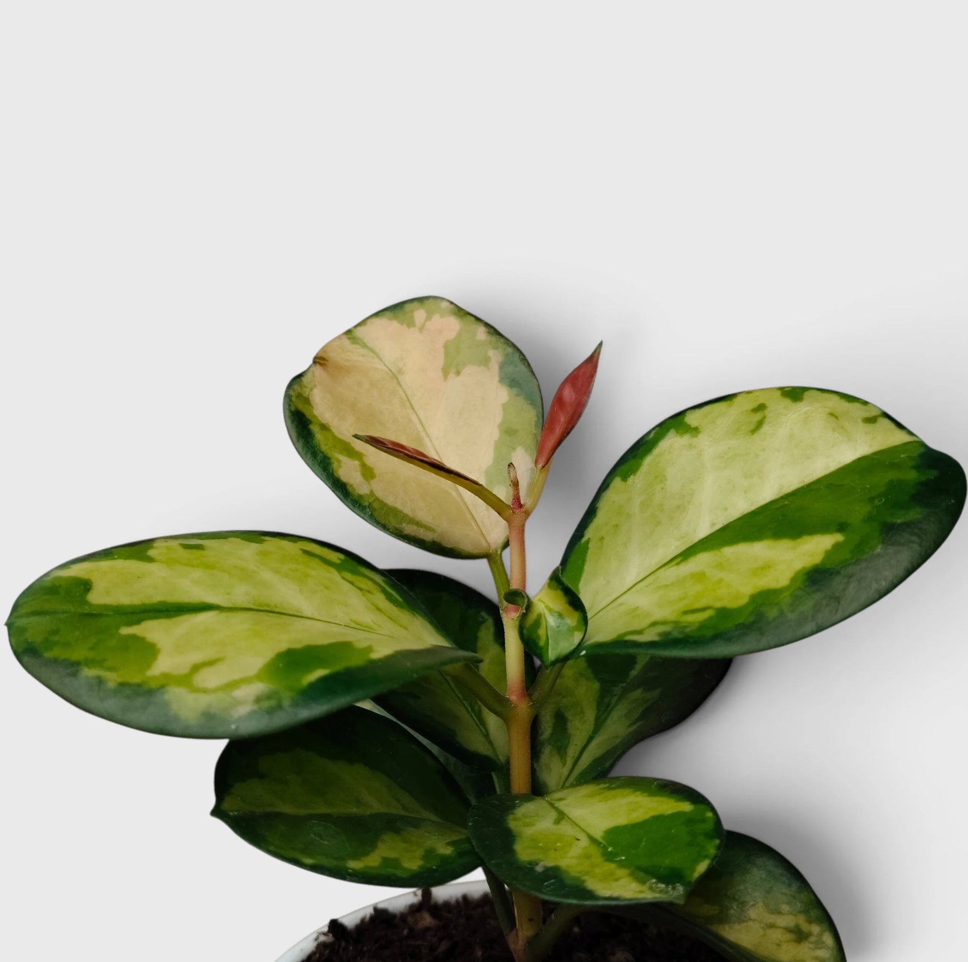 Hoya Australis Lisa Variegated – Colourful Trailing Indoor Plant