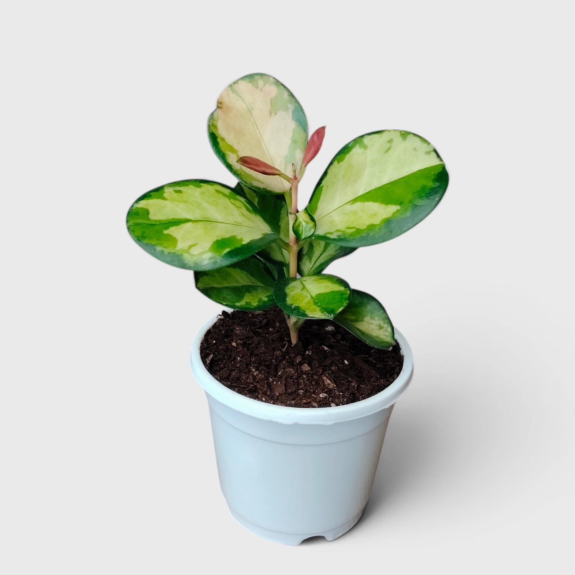 Hoya Australis Lisa Variegated – Colourful Trailing Indoor Plant