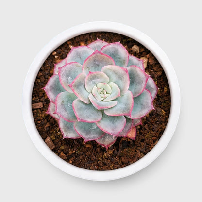 Hybrid Echeveria Orient | Mature Well Rooted Live Succulent