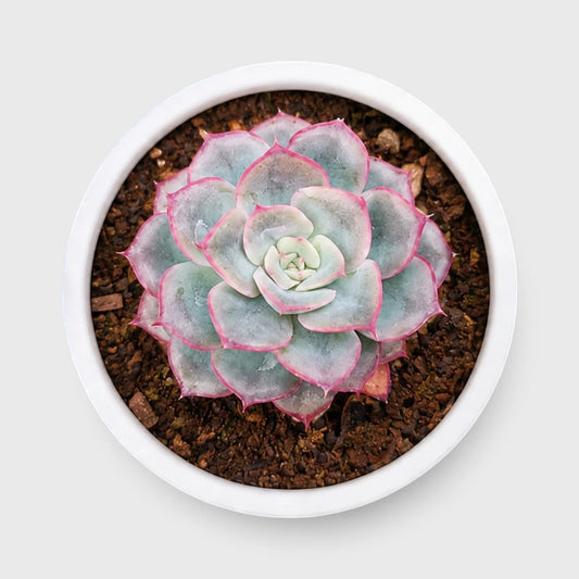 Hybrid Echeveria Orient | Mature Well Rooted Live Succulent