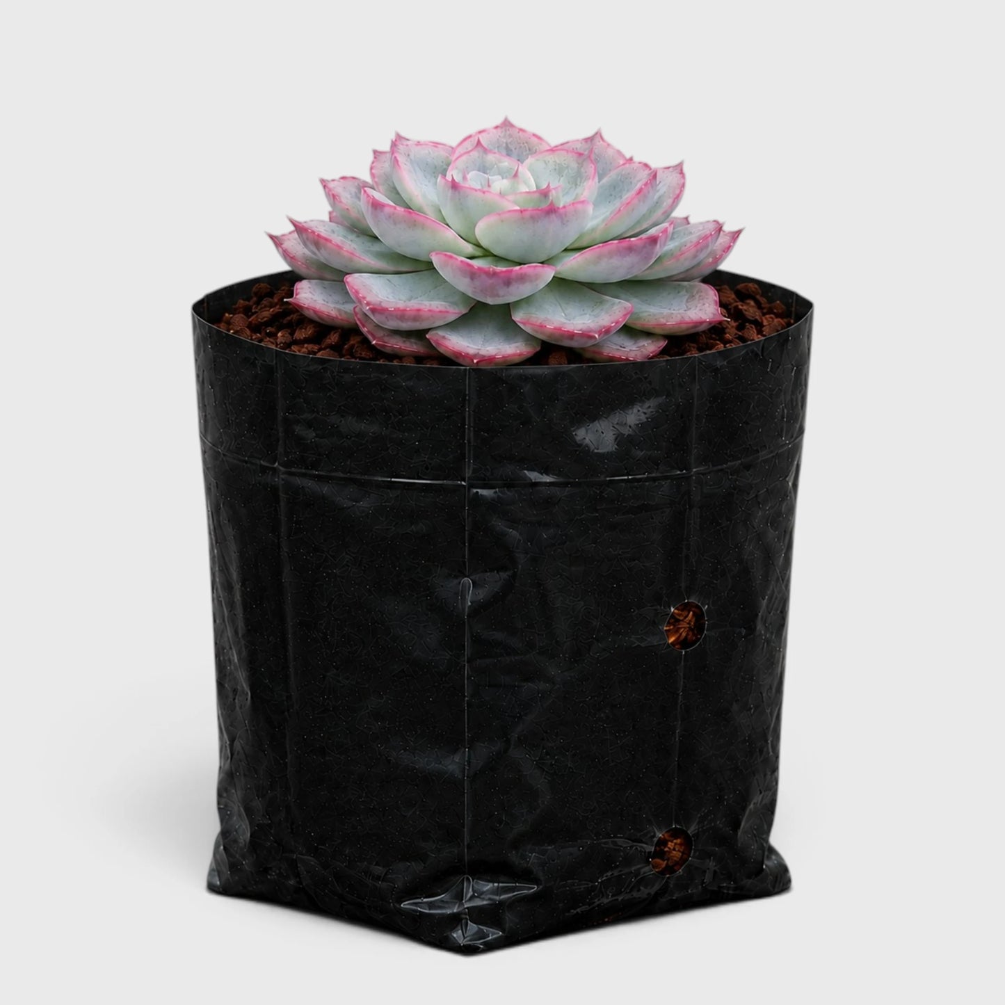 Hybrid Echeveria Orient | Mature Well Rooted Live Succulent