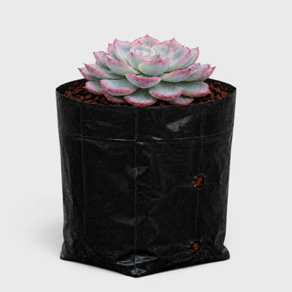 Hybrid Echeveria Orient | Mature Well Rooted Live Succulent