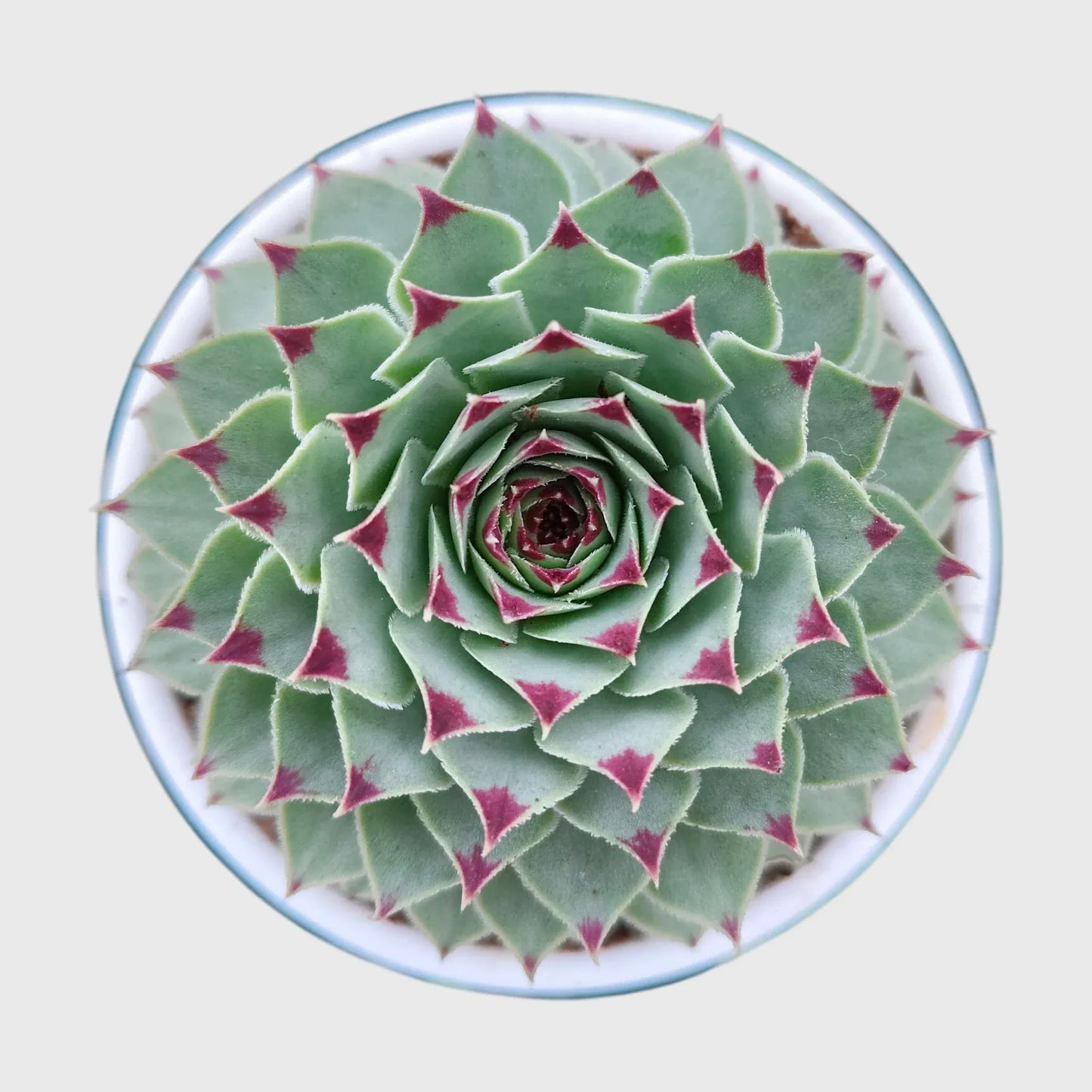 Succulent Combo Set of 5, Collector Succulent Set, Colourful Succulent Mix Well Rooted Mature Bare Rooted Live Plants | Free Shipping