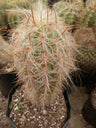 Oreocereus Celsianus (Old Man Cactus – Red Spine, Bare Rooted Live Plant) – Bare-Rooted