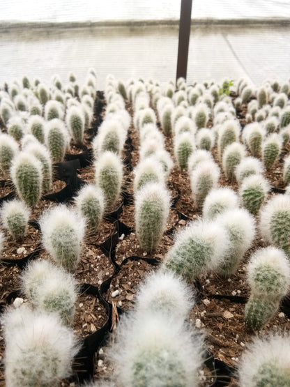Peruvian Old Man Cactus (Espostoa lanata) Live Plant — Well Rooted & Mature