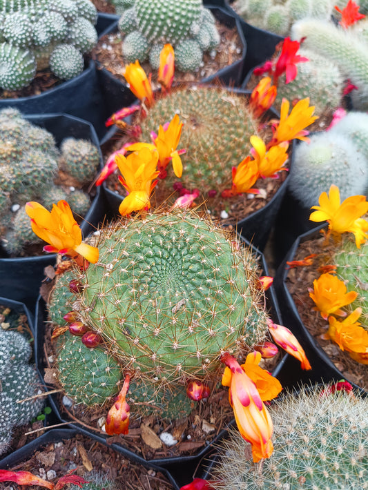 Rebutia Marsonerii Chronicles: Cactus Treasures- Available at Frek