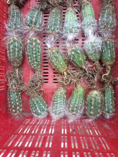 Oreocereus Celsianus (Old Man Cactus – Red Spine, Bare Rooted Live Plant)