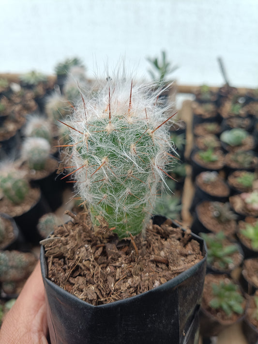 Oreocereus Celsianus (Old Man Cactus – Red Spine, Bare Rooted Live Plant) – Bare-Rooted