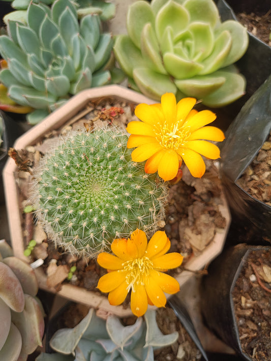 Rebutia Marsonerii Chronicles: Cactus Treasures- Available at Frek