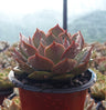 Echeveria ‘Latte Rose’ Hybrid Live Succulent (102–152mm Diameter) — Well Rooted & Mature – Bare-Rooted