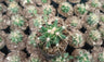 Ferocactus Glaucescens Cactus Live Bare-Rooted Plant (63–89mm Diameter) — Well Rooted & Mature