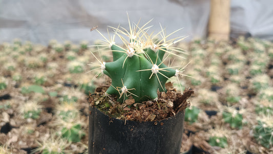 Ferocactus Glaucescens Cactus Live Bare-Rooted Plant (63–89mm Diameter) — Well Rooted & Mature