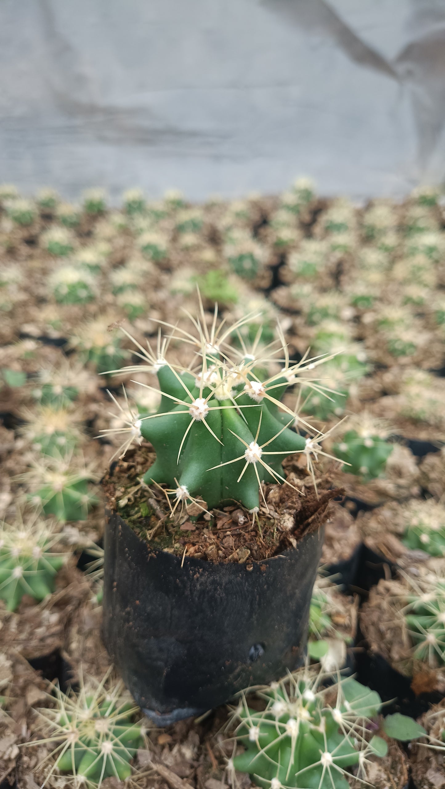 Ferocactus Glaucescens Cactus Live Plant (63–89mm Diameter) — Well Rooted & Mature