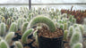 Monkey’s Tail Cactus | Rare Imported Bare Rooted Live Cactus Plant– Bare-Rooted