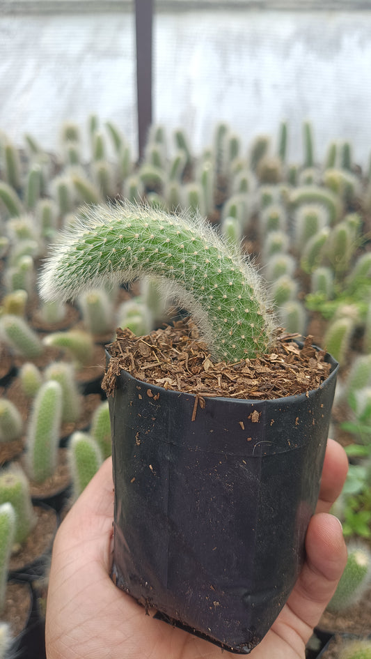 Monkey’s Tail Cactus (Rare Imported Bare Rooted Live Plant) – Bare-Rooted
