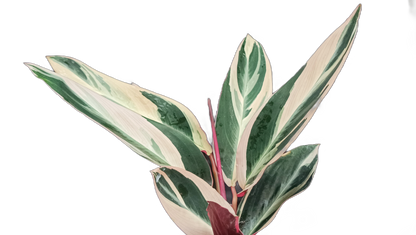 Stromanthe Triostar Variegated (Marantaceae): Available at Frek!