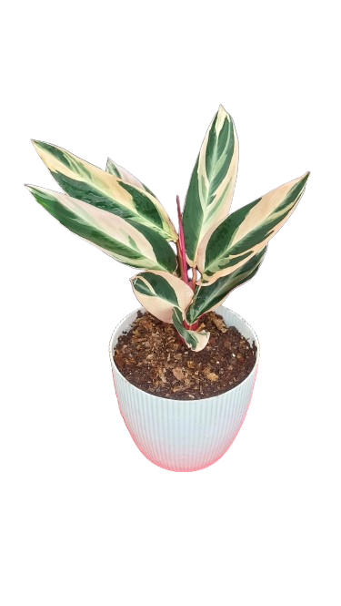 Stromanthe Triostar Variegated (Marantaceae): Available at Frek!