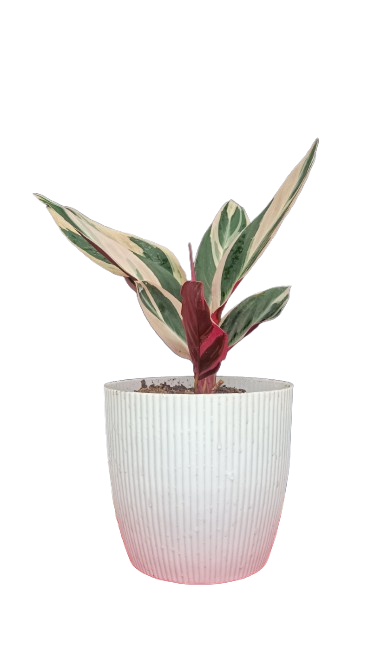 Stromanthe Triostar Variegated (Marantaceae): Available at Frek!