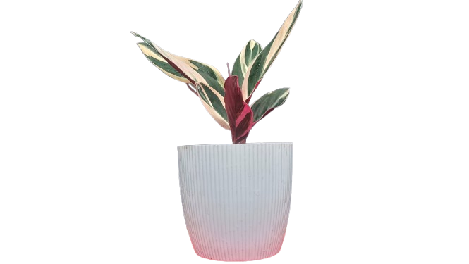 Stromanthe Triostar Variegated (Marantaceae): Available at Frek!