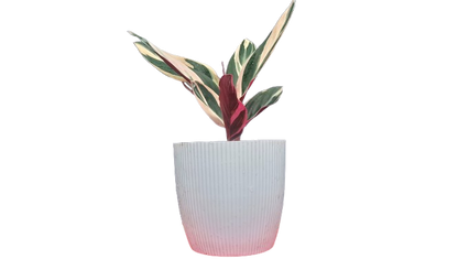 Stromanthe Triostar Variegated (Marantaceae): Available at Frek!