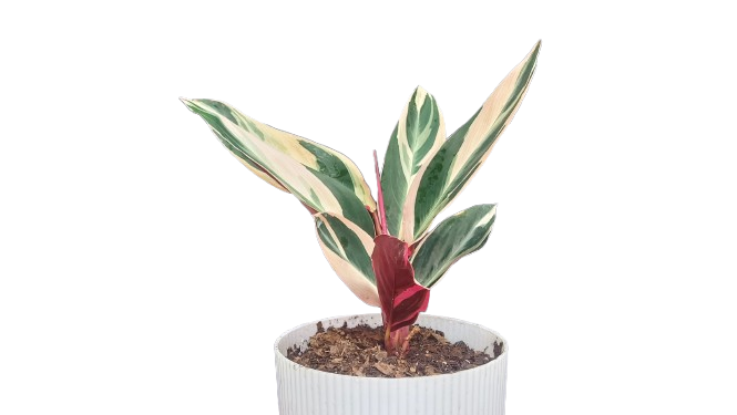 Stromanthe Triostar Variegated (Marantaceae): Available at Frek!