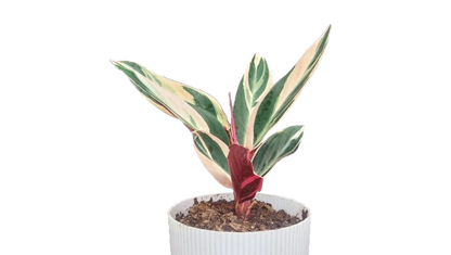 Stromanthe Triostar Variegated (Marantaceae): Available at Frek!