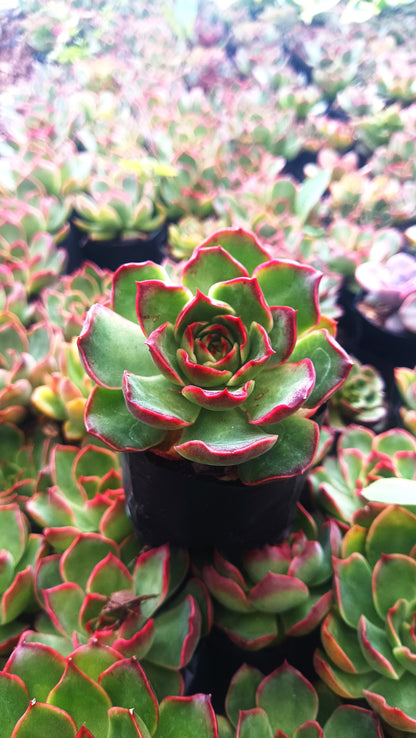 Echeveria Yang Yin (Florindo Ficou, Bare Rooted Live Plant)