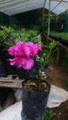 Azalea ‘Australian Light Purple’ – Bare-Rooted