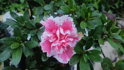 Azalea 'Albert Elizabeth' – Elegant Pink Blooms for Home & Garden