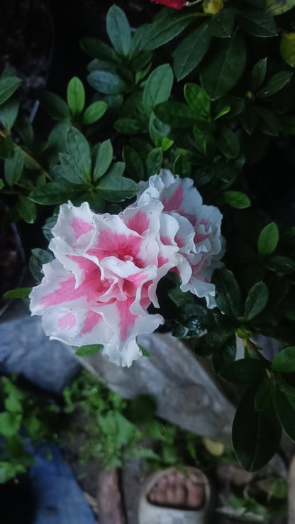 Azalea ‘California Doll’ – A Delicate Bloom with West Coast Charm