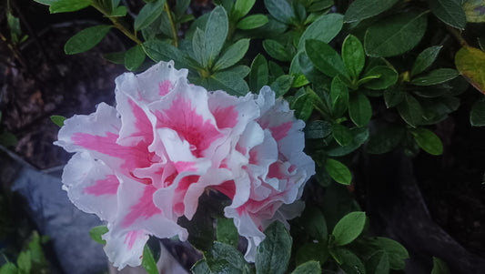 Azalea California Doll – Charming Hybrid with Soft Pastel Blooms