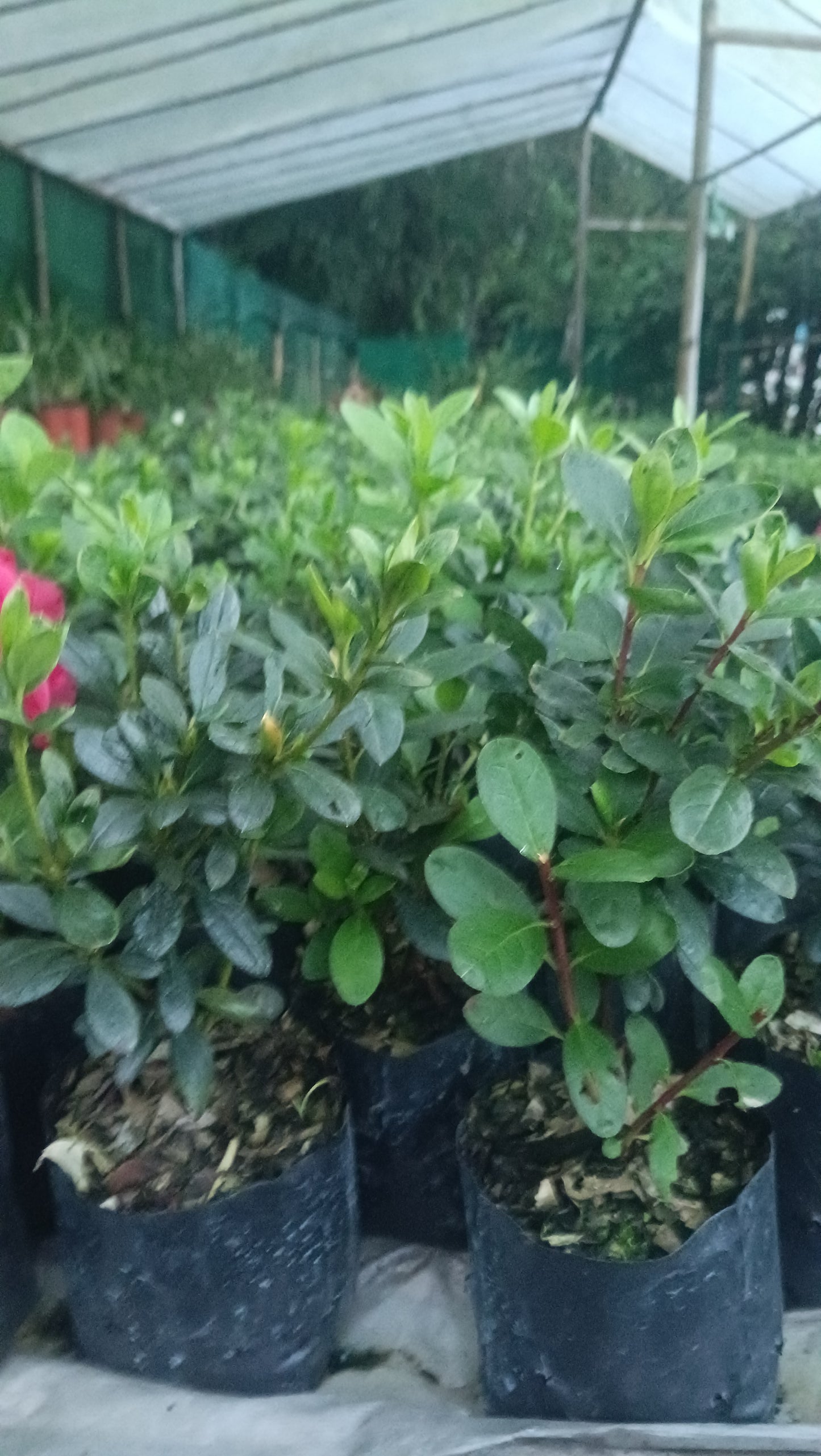 Azalea ‘California Doll’ – A Delicate Bloom with West Coast Charm