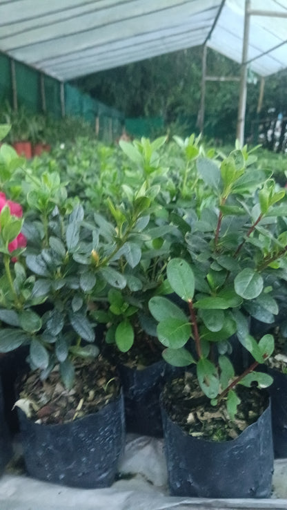 Azalea ‘California Doll’ – A Delicate Bloom with West Coast Charm