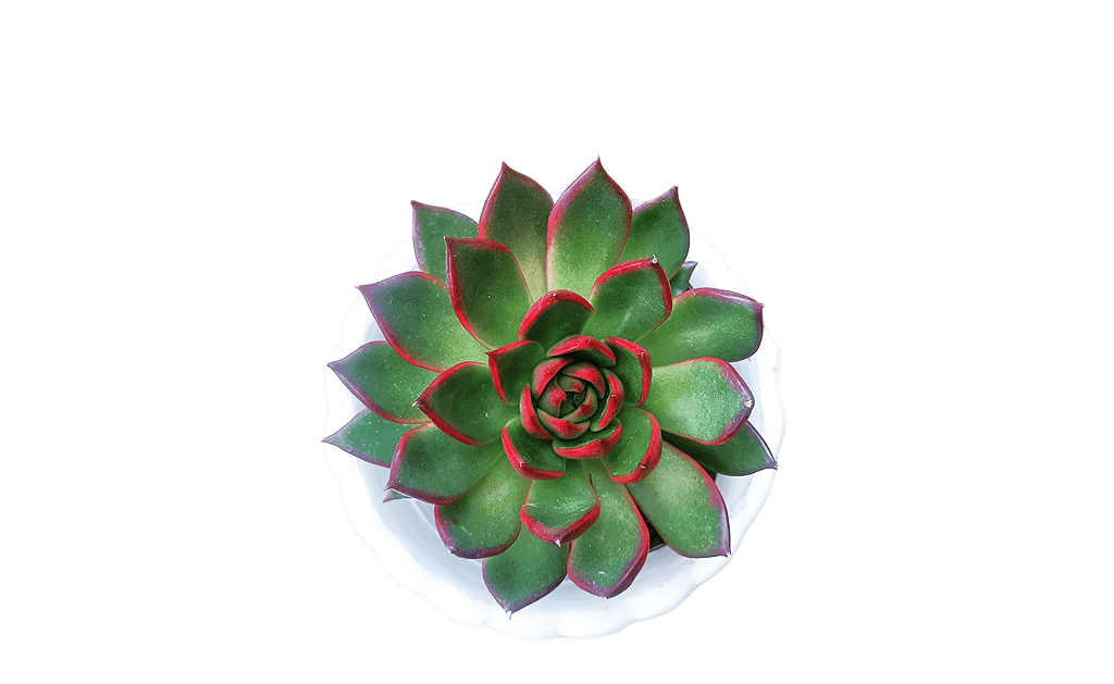 Echeveria Red Rubra
