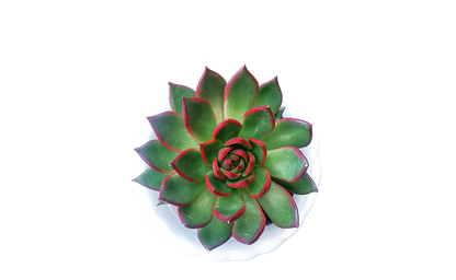 Echeveria Rubra Succulent Plant