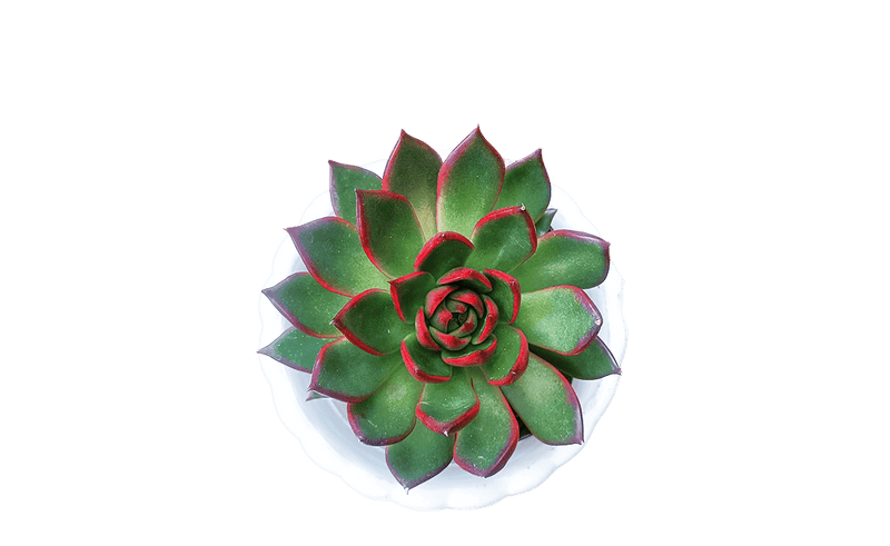 Echeveria Red Rubra