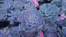 Echeveria Shaviana (Blue Heron): Elevate Your Space with Nature's Beauty - Available at Frek – Bare-Rooted