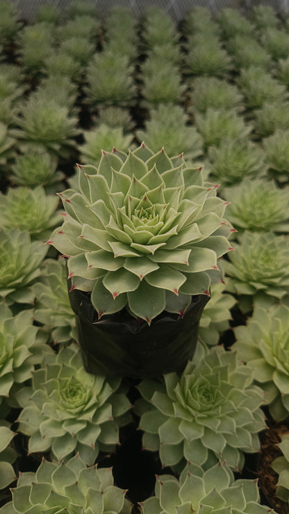 Laxmi Kamal (Sempervivum Green Wheel) Variegeted- Buy now at Frek!