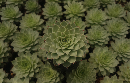 Laxmi Kamal (Sempervivum Green Wheel) Variegeted- Buy now at Frek!