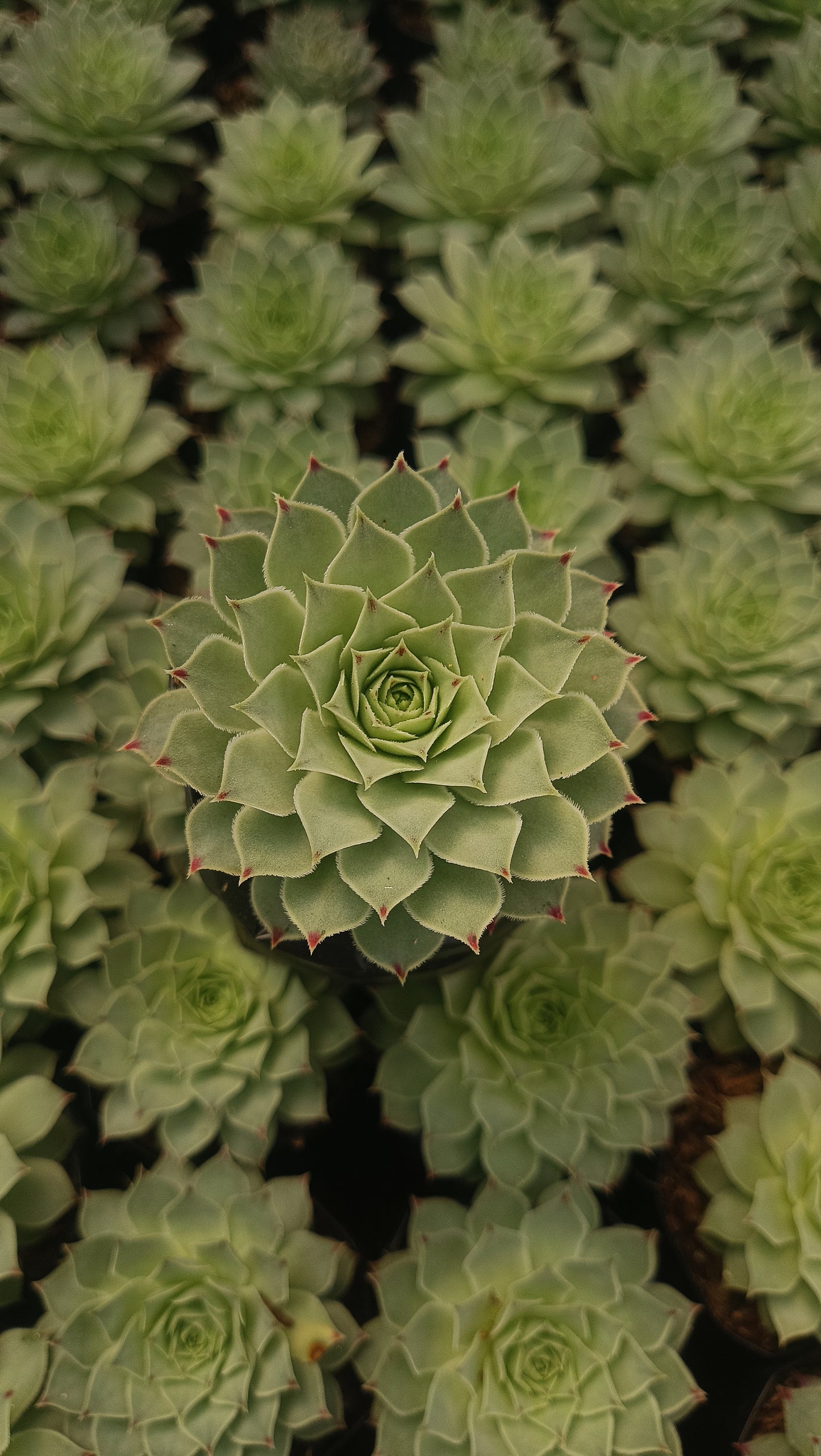 Laxmi Kamal (Sempervivum Green Wheel) Variegeted- Buy now at Frek!
