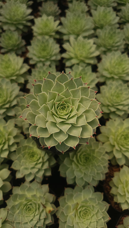 Laxmi Kamal (Sempervivum Green Wheel) Variegeted- Buy now at Frek!
